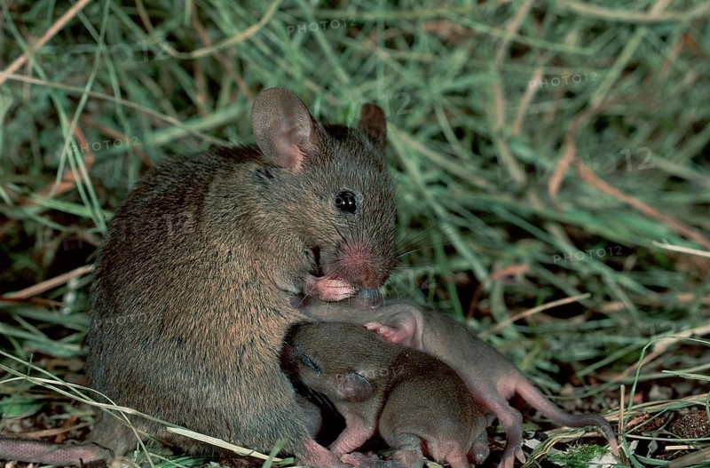 House Mice (Mus musculus), female nursing youngs, Germany, Europe