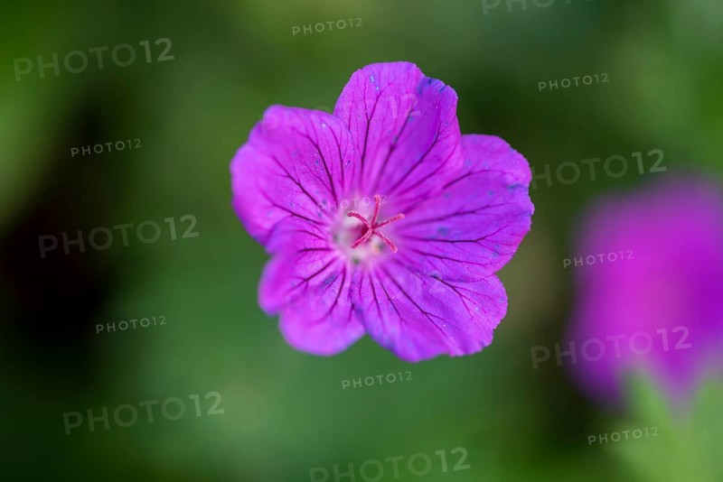 Flower of the blood-red bloody cranesbill (Geranium sanguineum), Germany, Europe