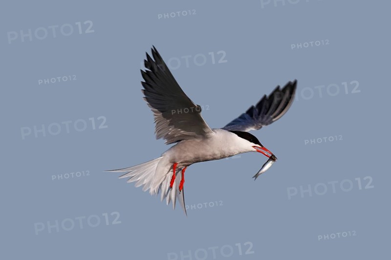 Common Tern (Sterna hirundo), in flight with fish in its beak, Lower Saxon Wadden Sea National Park, East Frisian Islands, Lower Saxony, Germany, Europe
