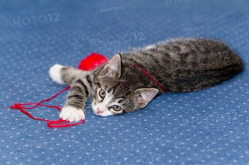Domestic cat, kitten, wool club, mackerel, wool