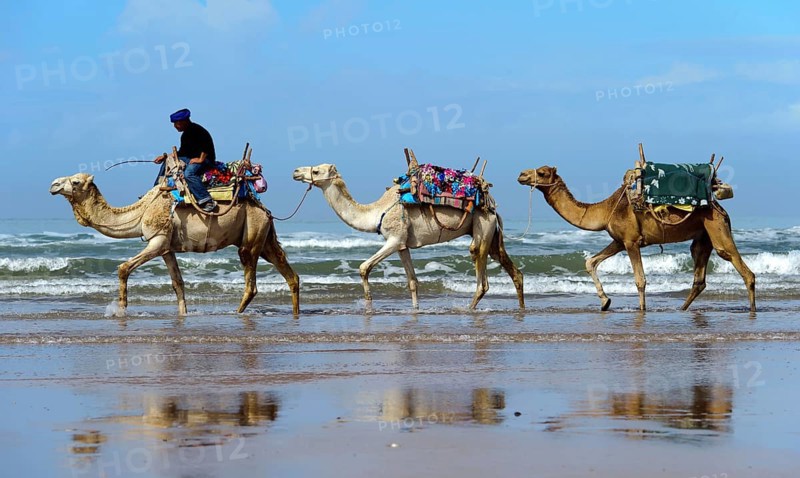 Morocco, dromedary driver, beach, Essaouira, Africa
