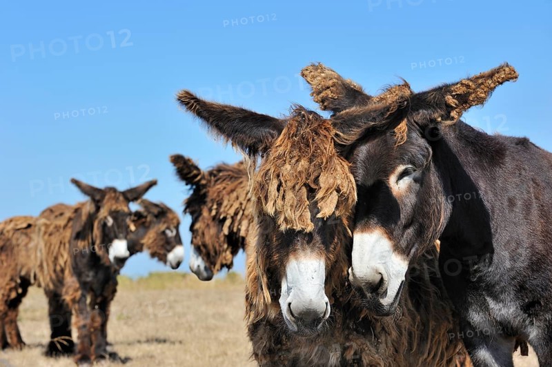 Poitou donkey, purebred, domestic animals, ungulates, farm animals, odd-toed ungulates, mammals, animals, equine, domestic donkeys, donkeys, Poitou donkeys, baudet de Poitou with shaggy coat in field on the island Ile de Ré, Charente-Maritime, France, Europe