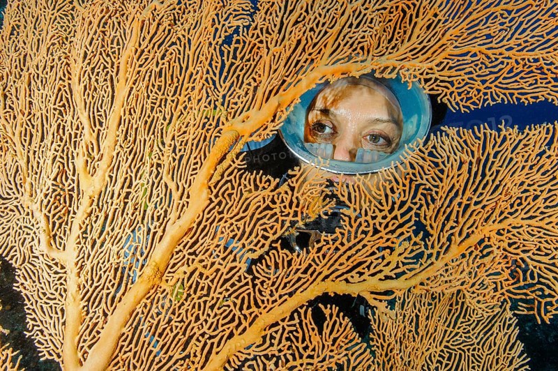 Diver looking between two fans of coral Fan coral (Annella mollis) Horn coral, Indian Ocean, Mauritius, Africa