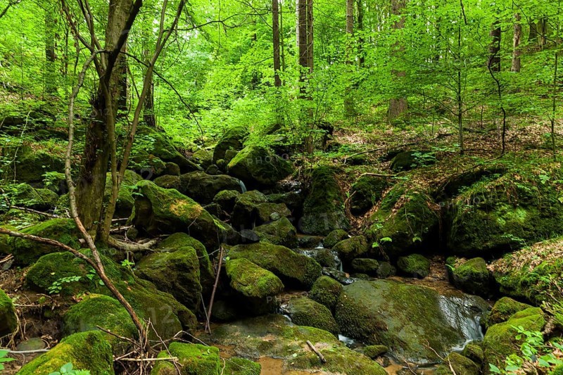 Waldbach near Thürmsdorf