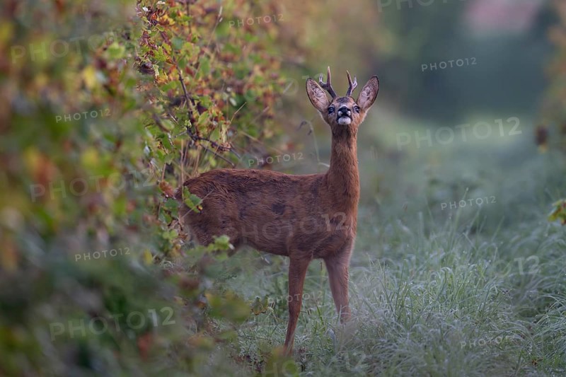 European roe deer (Capreolus capreolus) in autumn leaves, Wittlich, Rhineland-Palatinate, Germany, Europe