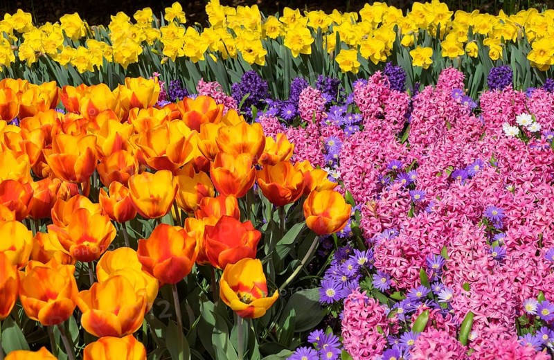 Colourful flower bed with tulips, hyacinths and daffodils, Keukenhof, Lisse, South Holland, Netherlands