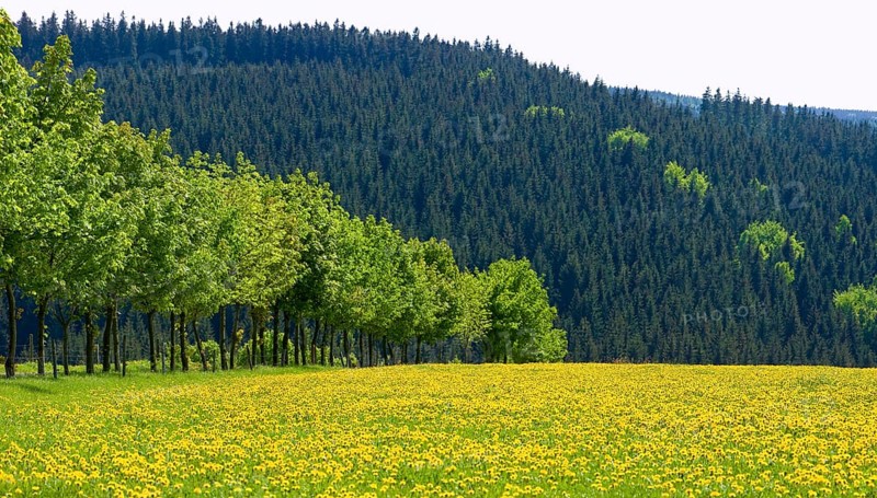 Landscape near Frauenstein