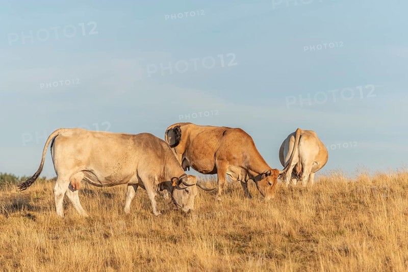 Aubrac cows in a dry pasture in summer. Aubrac, France, Europe