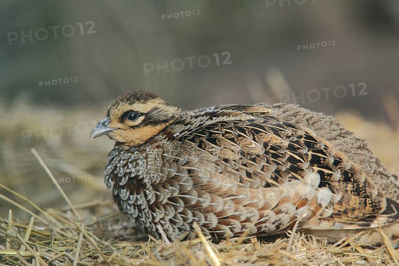 Reeves's pheasant (Syrmaticus reevesii), portrait, female, prone, captive