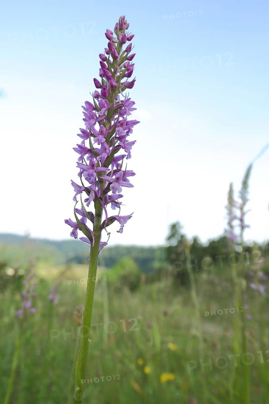 Greater early purple orchid (Orchis mascula) with surroundings, habitat, orchids, orchid, Reichenbacher Kalkberge, Reichenbach, Hessisch Lichtenau, Frau-Holle-Land, Hesse, Germany, Europe