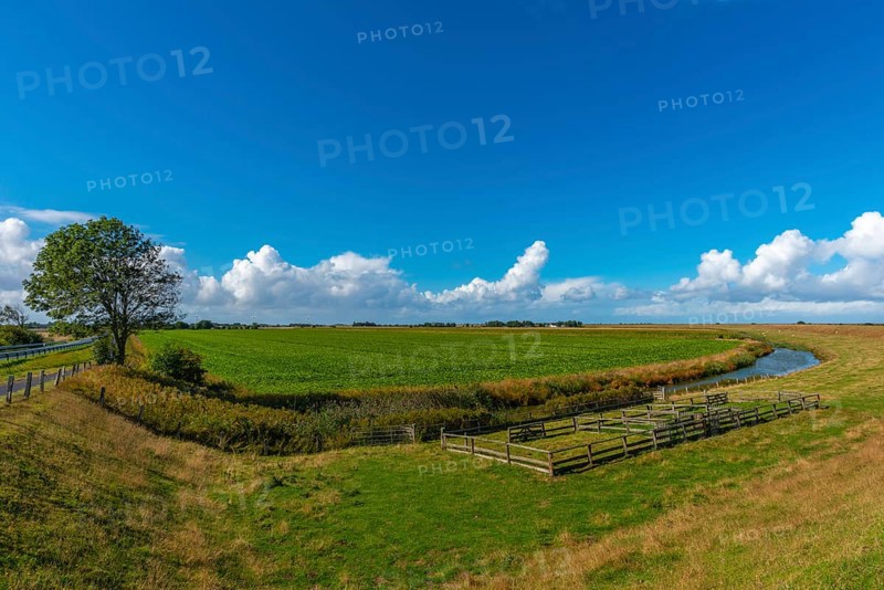 Nordstrand peninsula, agriculture, fields, ditch, inland dike, tree, pen, North Frisia, Schleswig-Holstein, Germany, Europe