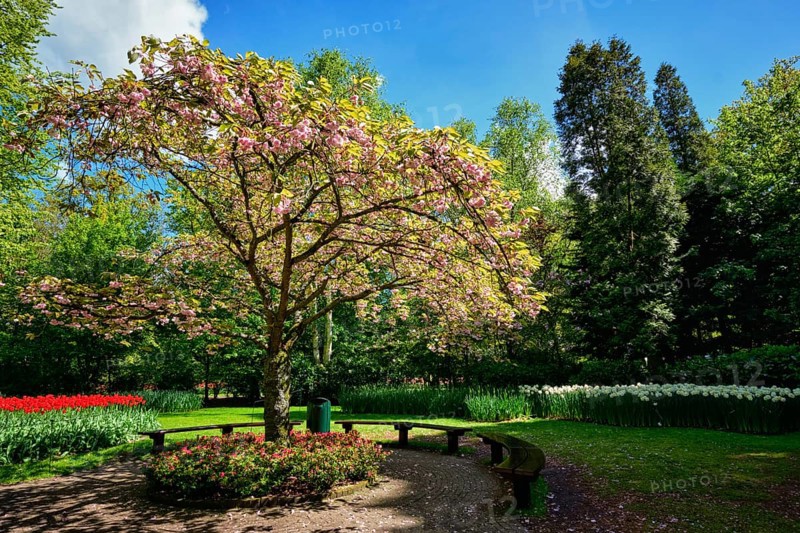 Blooming tree in Keukenhof flower garden, also known as the Garden of Europe, one of the world largest flower gardens and popular tourist attraction. Lisse, the Netherlands