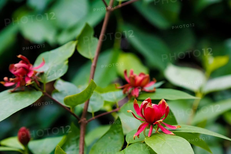 Sweetshrub (Calycanthus), red flowers, green leaves, garden, flowers, plants, woody plant, bush, Germany, Europe