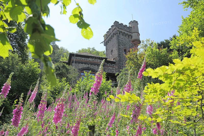 Neufville Tower with red white foxglove (Digitalis purpurea), Bergpark, Eppstein, Hesse, Germany, Europe
