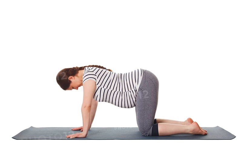 Pregnancy yoga exercise, pregnant woman doing asana cow pose Bitilasana isolated on white background