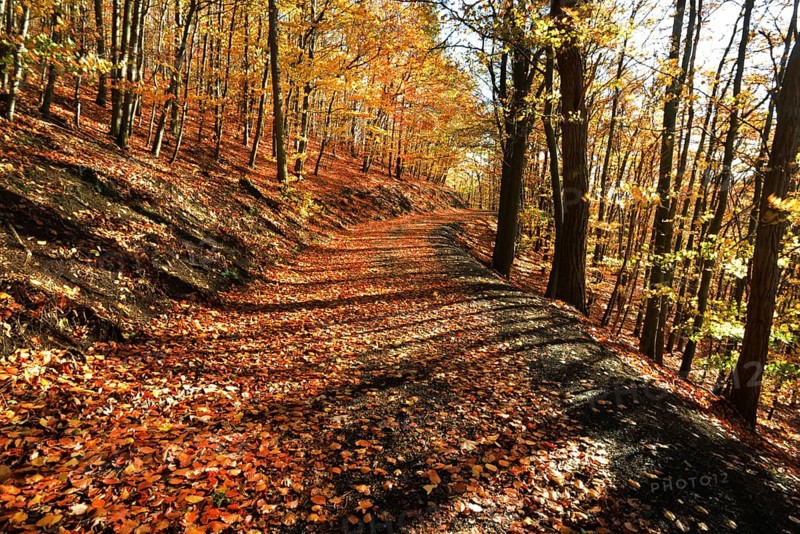 Autumn atmosphere, forest, Iserlohn, Germany, Europe