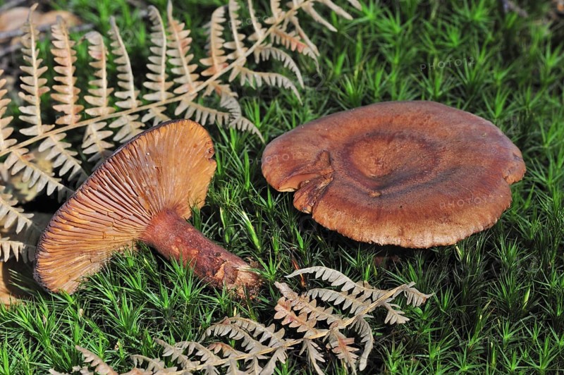 Oak milkcap, oakbug milkcap, southern milkcap (Lactarius quietus) (Agaricus quietus) with underside showing gills