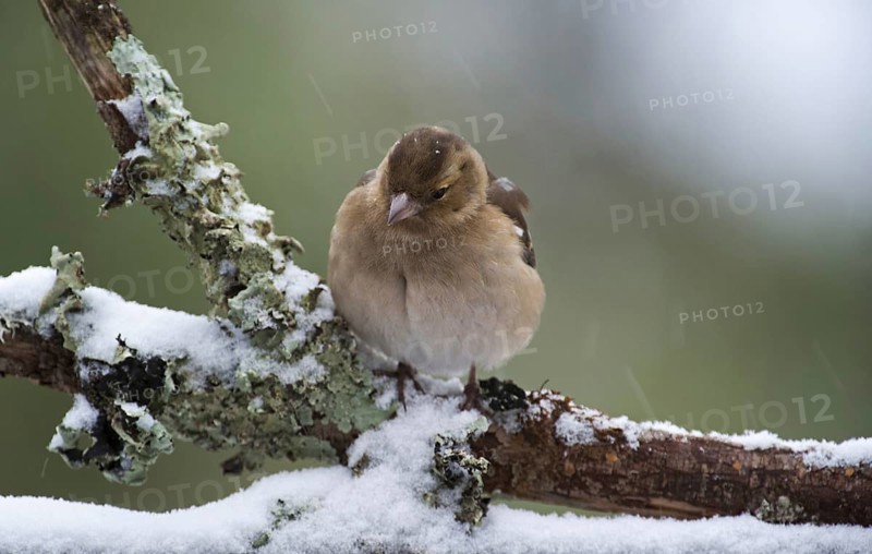 Common chaffinch (Fringilla coelebs) female with fluffed out feathers perched on branch during snow shower in winter
