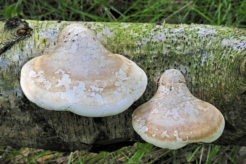 Birch bracket (Piptoporus betulinus) fungus, Razor strop on fallen Birch tree in forest