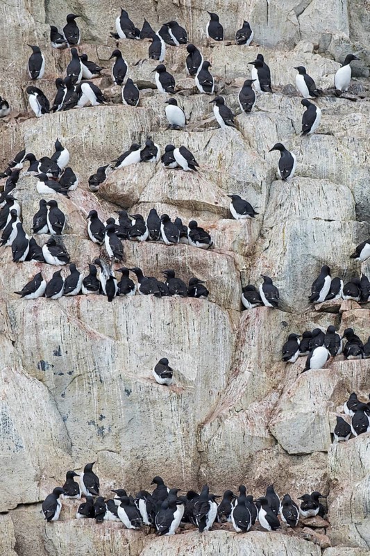 Alkefjellet, sea cliff housing seabird colony of thick-billed murres (Uria lomvia), Brünnich's guillemots at Hinlopenstretet, Svalbard, Norway, Europe