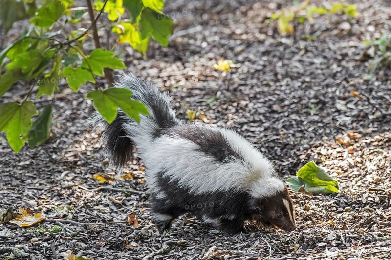 Striped skunk (Mephitis mephitis) foraging, native to southern Canada, the United States and northern Mexico