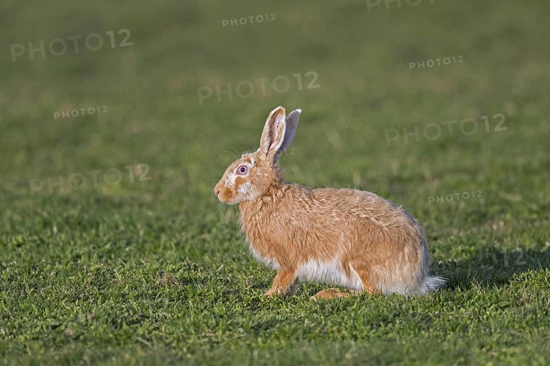 European brown hare (Lepus europaeus) blonde colour morph sitting in meadow, grassland in spring