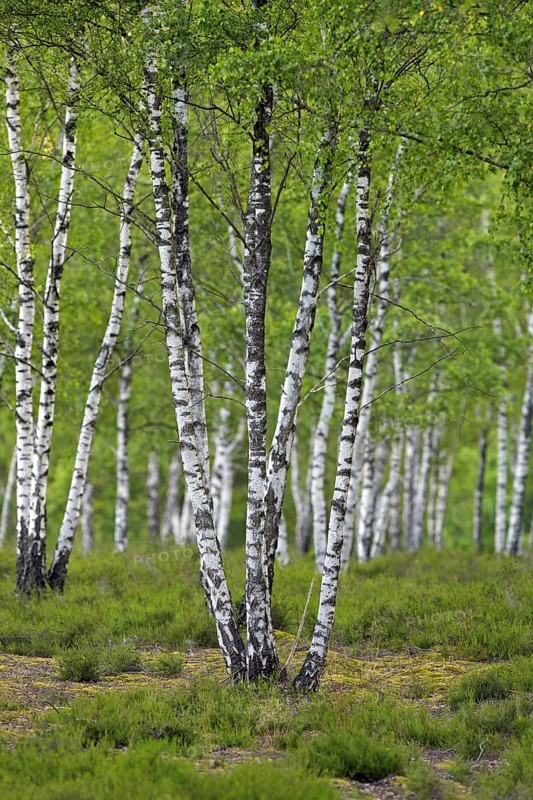 Silver birch, warty birch, European white birch (Betula pendula) (Betula verrucosa) tree trunks of birches in deciduous forest in summer