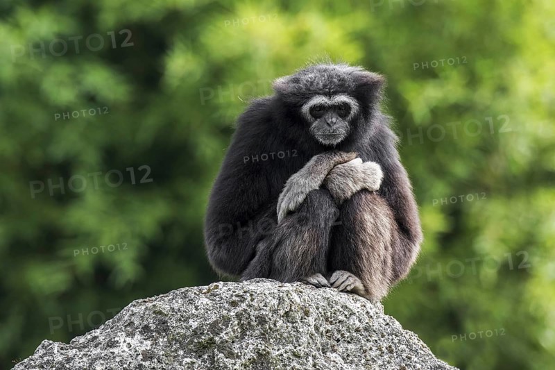 White-handed gibbon (Hylobates lar), lar gibbon sitting on rock, native to Indonesia, Laos, Malaysia, Myanmar and Thailand, Asia