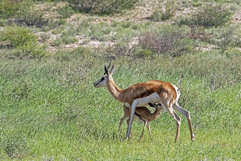 Springbok (Antidorcas marsupialis) female suckling calf in the Kalahari Desert, Kgalagadi Transfrontier Park, Northern Cape province, South Africa, Africa