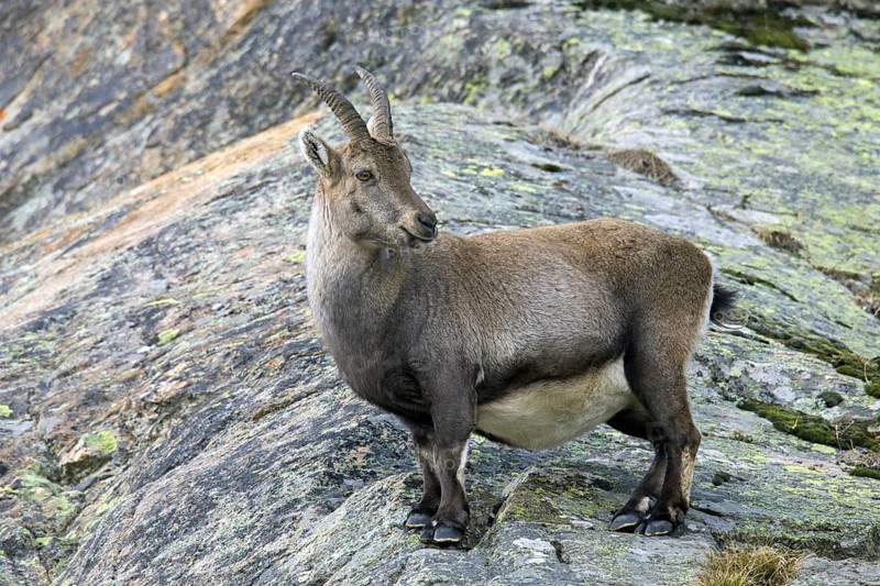 Alpine ibex (Capra ibex) pregnant female foraging on mountain slope in winter in the Gran Paradiso National Park, Italian Alps, Italy, Europe