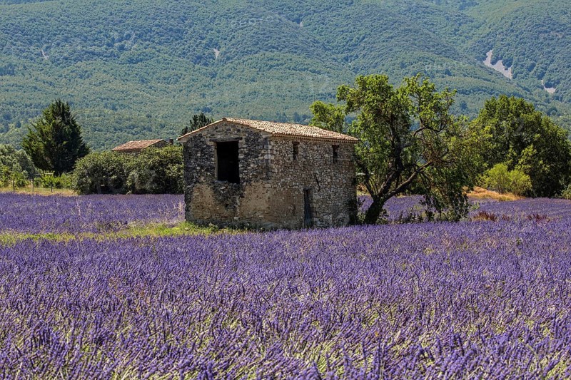Old stone house with tree in lavender field, flowering true lavender (Lavandula angustifolia), on the D4100 near Cereste, Provence-Alpes-Cote d Azur, Provence, South of France, France, Europe