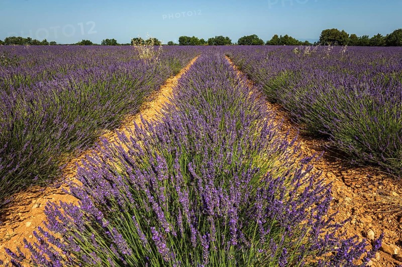 Lavender field, flowering true lavender (Lavandula angustifolia), Plateau de Valensole, Provence, Provence-Alpes-Cote d Azur, South of France, France, Europe