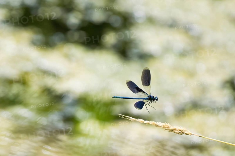 Banded demoiselle (calopteryx splendens), male approaching a blade of grass, Hesse, Germany, Europe