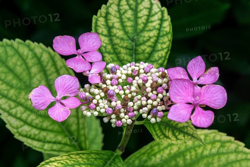 Hydrangea serrata, flower, pink, Baden-Württemberg, Germany, Europe