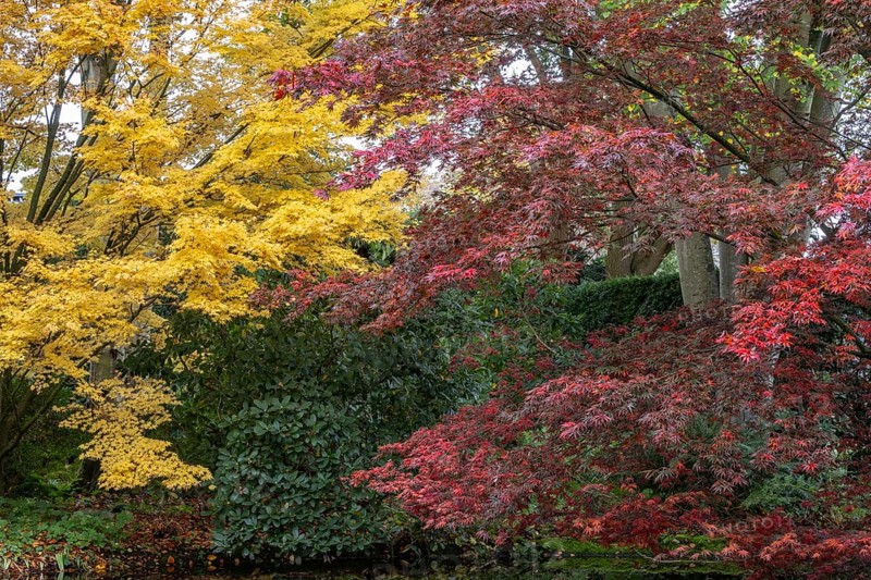 Japanese fan maples (Acer palmatum Sangu Kaku and Trompenburg), autumn foliage, Emsland, Lower Saxony, Germany, Europe