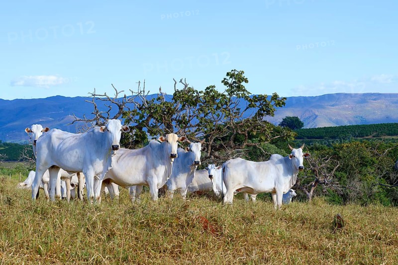 Indo-Brazil Zebu Cows in the Serra da Canastra, Sao Roque das Minas, Minas Gerais state, Brazil, South America
