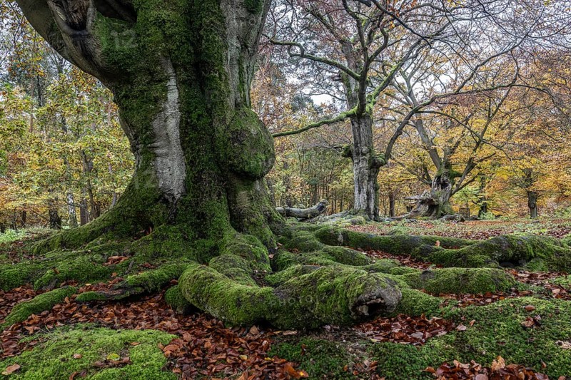 Old copper beeches (Fagus sylvatica) in the Hutewald Halloh, Hesse, Lower Saxony