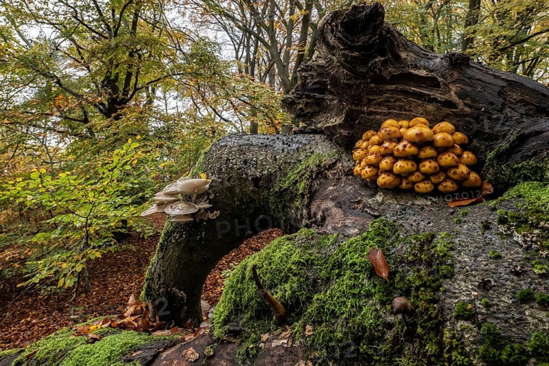 Golden scales (Pholiota aurivella and ringed beech slime moulds (Oudemansiella mucida) in beech forest (Fagus sylvatica), Hutewald Halloh, Hesse, Germany, Europe