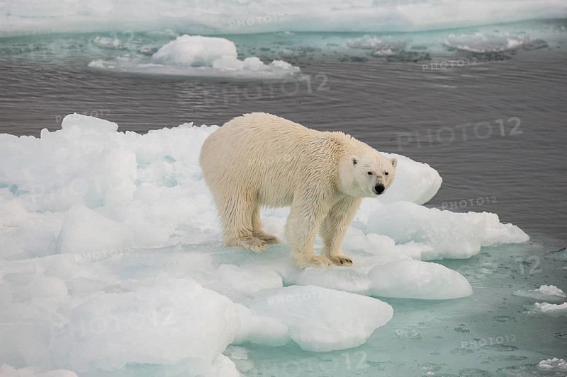 Polar bear (Ursus maritimus) on the pack ice, Svalbard Island, Svalbard archipelago, Svalbard and Jan Mayen, Norway, Europe