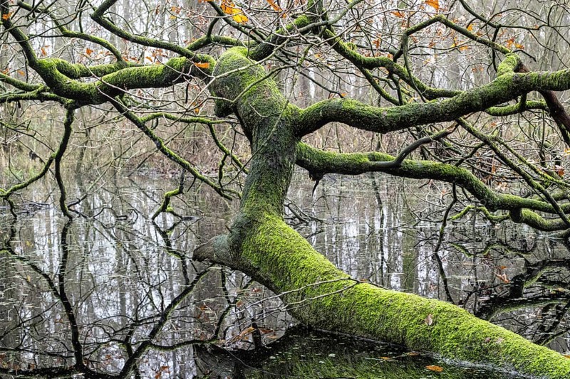 Fallen, mossy English oak (Quercus robur) in the water, Emsland, Lower Saxony, Germany, Europe