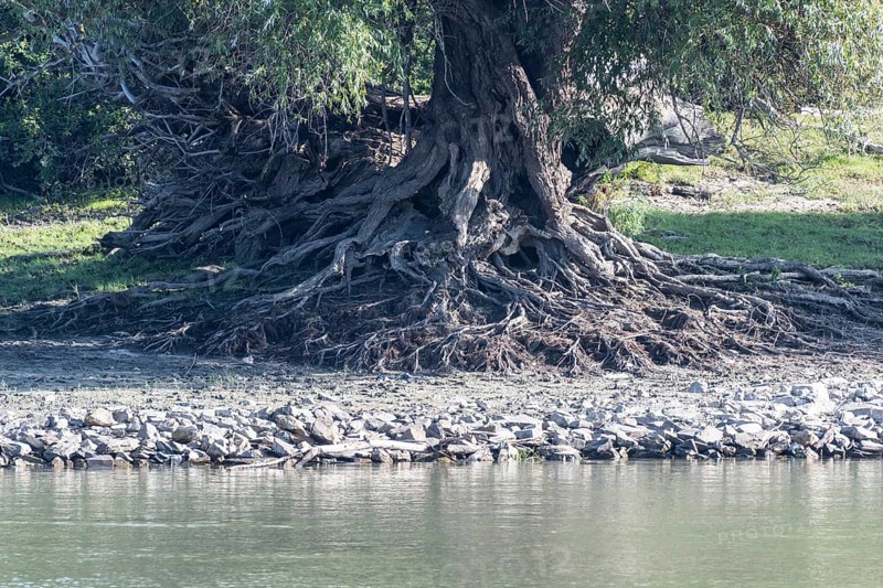 White willow (Salix alba) with exposed roots on the bank of the Danube, Romania, Europe