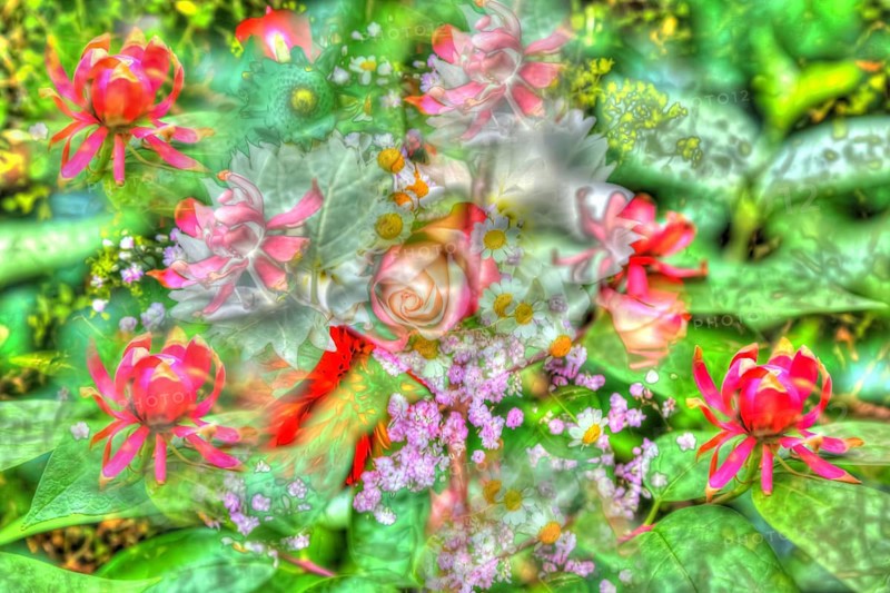 Rose (Rosa), oil painting, red and pink flowers creative, different plants mixed, artistic shot, alienated flowers, plants, impressionistic art style, soft, glazing, alienation, shrub, green leaves, filigree, fresh green, fragrant, light, glazing, garden, bedding, plants, Germany, Europe