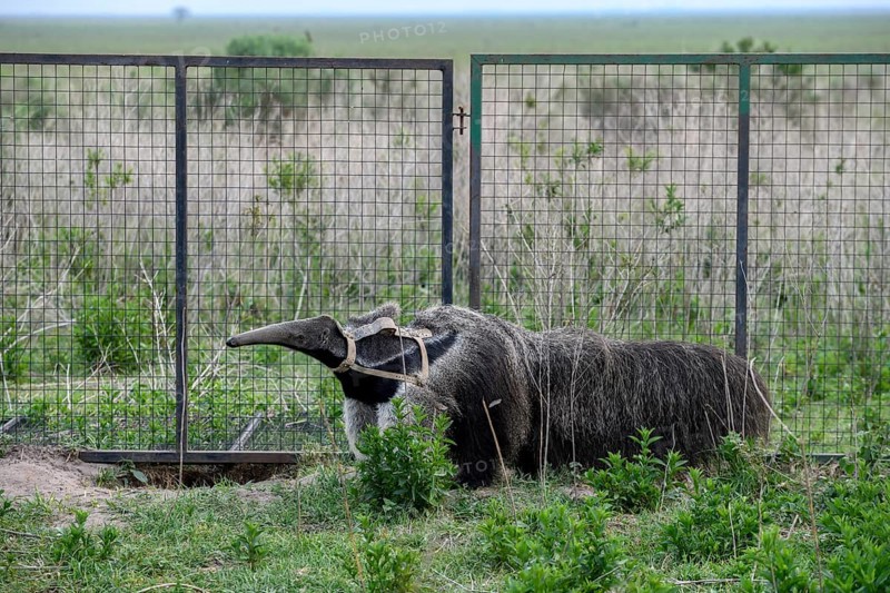 Giant anteater (Myrmecophaga tridactyla) with radio collar at the Conservation Land Trust breeding station, San Nicolás, Esteros del Iberá, Corrientes Province, Argentina, South America