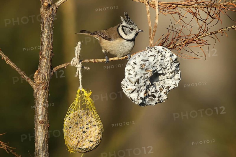 Crested Tit (Lophophanes cristatus) at winter feeding, Allgäu, Bavaria, Germany, Europe