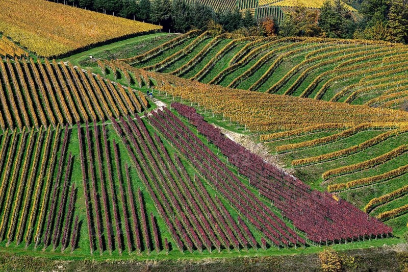 Vines coloured in autumn, near Durbach, Ortenaukreis, Black Forest, Baden-Württemberg, Germany, Europe