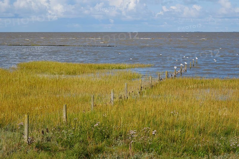 Salt marshes in the Wadden Sea National Park, Dark clouds over the sea, Norddeich, Norden, North Sea, East Frisia, Lower Saxony, Germany, Europe