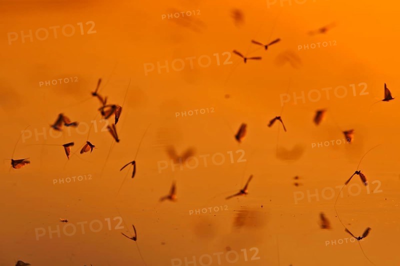 Mayfly (Ephemeroptera), mating dance above the water in the evening light, Naturpark Flusslandschaft Peenetal, Mecklenburg-Western Pomerania, Germany, Europe