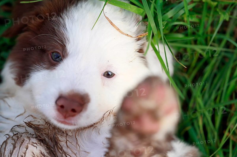 Miniature American Shepherd (Canis lupus familiaris) puppy, puppy lying in tall grass, portrait, Rhineland-Palatinate, Germany, Europe