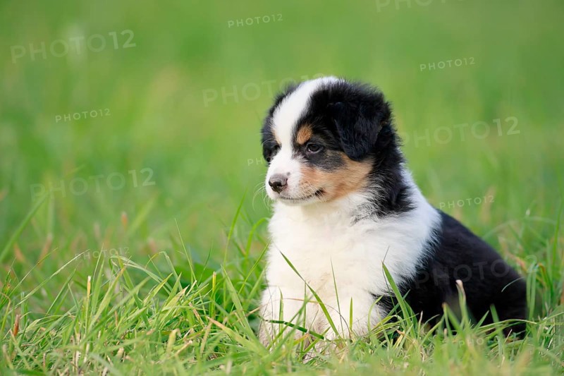 Miniature American Shepherd (Canis lupus familiaris) puppy, puppy sitting in the grass, Rhineland-Palatinate, Germany, Europe