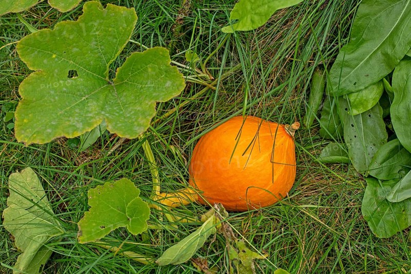 Hokkaido pumpkin (Cucurbita maxima), Kiel, Schleswig-Holstein, Germany, Europe